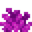 Bubble Coral