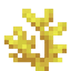 Horn Coral